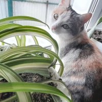 МУРКА :: СЕРГЕЙ ФИЛОЧКИН