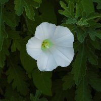 Вьюнок  полевой :: Валентин Семчишин