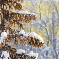 Еловые ветки с шишками :: Александр Синдерёв Еловые ветки с шишками :: Александр Синдерёв