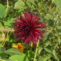 Георгин :: Freddy 97 Георгин :: Freddy 97