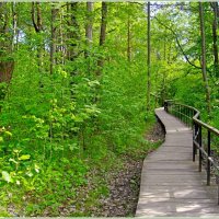 Экологическая тропа. :: Лия ☼ Экологическая тропа. :: Лия ☼