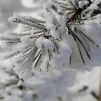 Иней :: Ольга 