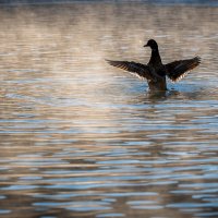 Расправить крылья :: Referee (Дмитрий) Расправить крылья :: Referee (Дмитрий)