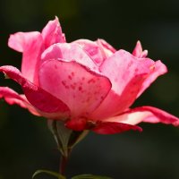 Про розу :: Юрий. Шмаков Про розу :: Юрий. Шмаков