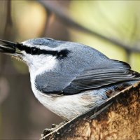 Подарок :: Валентина *