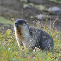 Тарбаган :: Марина Виноградова