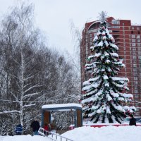 Ёлочка красавица. :: Наталья Вязигина