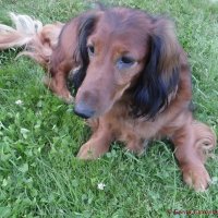 Собачий отдых :: Елена Сухорученкова