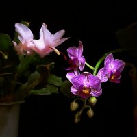 орхидея :: Игорь Kуленко