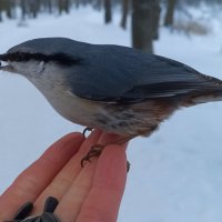 Поползень :: Сапсан 