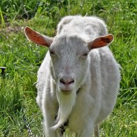 А без бороды портрет можно?! :: Валентина  Нефёдова 