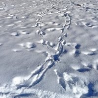 Следы... :: Валентина Нефёдова Следы... :: Валентина Нефёдова