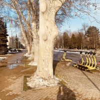 28.01.26 . Весна в Краснодаре. :: Alexey YakovLev