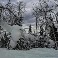 Тайга зимой :: Aleksey Afonin