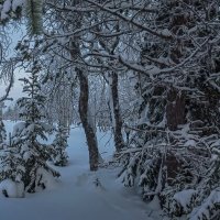 Тайга зимой :: Aleksey Afonin Тайга зимой :: Aleksey Afonin