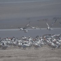 Перуанская авифауна в кадре :: Svetlana Galvez