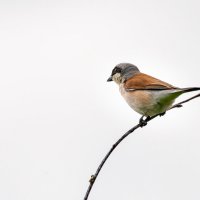 Жулан :: Владимир Лазарев Жулан :: Владимир Лазарев