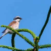 Жулан :: Владимир Лазарев