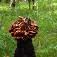 Пенёк с причёской. :: nadyasilyuk Вознюк