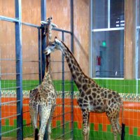 Стройняшки. :: nadyasilyuk Вознюк Стройняшки. :: nadyasilyuk Вознюк