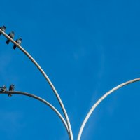 Голуби греются на солнце :: Игорь Сикорский