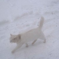 **** :: Елена Семигина