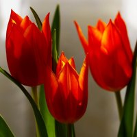 Доброе утро :: Юрий. Шмаков