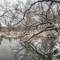 Ствол ветвистый :: sorovey Sol