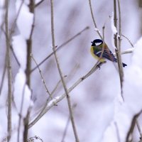 Синичка. :: Константин Белоногов