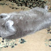 Замаскировался :: Михаил Андреев