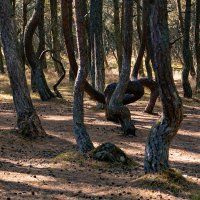 Танцующий лес :: Александр Силинский Танцующий лес :: Александр Силинский