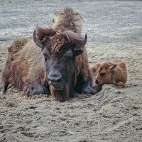 Бизоны :: Андроник Александр Бизоны :: Андроник Александр