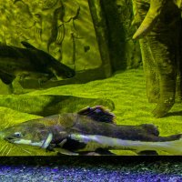 Анталия Аквариум. Фрактоцефалус краснохвостый :: Светлана SvetNika17 Анталия Аквариум. Фрактоцефалус краснохвостый :: Светлана SvetNika17