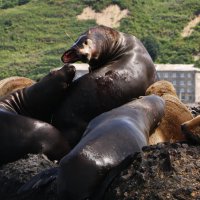 Разборки сивучей. :: Ирина Нафаня