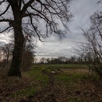 Предвесеннее состояние... :: Николай Гирш