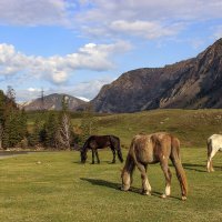 На природе :: елена беликова На природе :: елена беликова