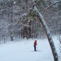 маленький лыжник в большой зиме... :: Галина Флора маленький лыжник в большой зиме... :: Галина Флора