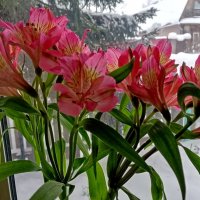 А за окном мороз и снег. :: Михаил Попов