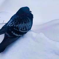 я не голубь, я пингвин, мне не холодно, совсем не холодно :: Артём Евтюхов