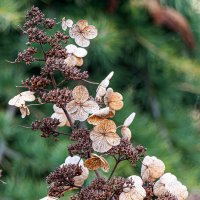 Бабочки или цветы? :: Юрий Яловенко