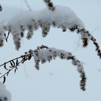 зима :: светлана льдокова