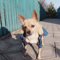 Наш Тайсон :: Татьяна Пальчикова