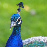 редкие птицы :: Олег Лукьянов