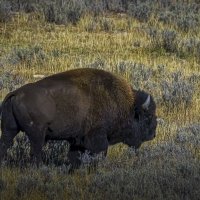 Бизон :: Aleksey Afonin