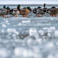 На озере :: Referee (Дмитрий) На озере :: Referee (Дмитрий)