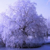 Всё в снегу :: Людмила Смородинская