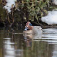 чирок свистунок :: юрий макаров