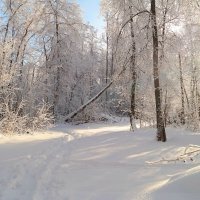 Свет конца января... :: Андрей Заломленков