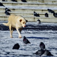 Расступись пернатые... :: Николай Саржанов Расступись пернатые... :: Николай Саржанов