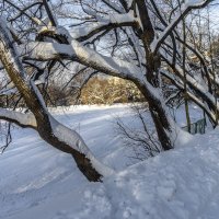 В  Воронцовском парке :: Владимир Езеров 
